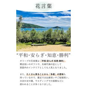 鉢植え 花由がお届けする 鶴亀園の香川 オリー...の詳細画像3