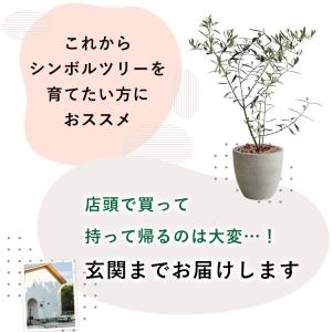 鉢植え 花由がお届けする 鶴亀園の香川 オリー...の詳細画像4