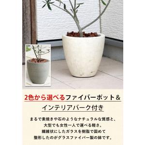 鉢植え 花由がお届けする 鶴亀園の香川 オリー...の詳細画像5
