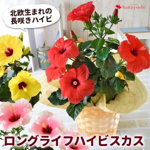 ポインセチア 鉢の商品一覧 通販 Yahoo ショッピング