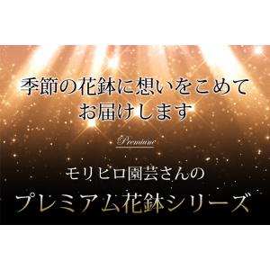モリヒロ園芸さんの 季節の鉢花 送料無料 ロン...の詳細画像1