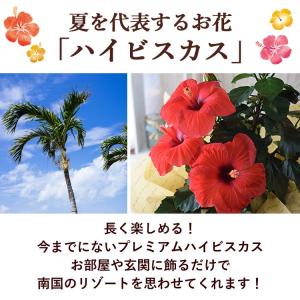 モリヒロ園芸さんの 季節の鉢花 送料無料 ロン...の詳細画像2
