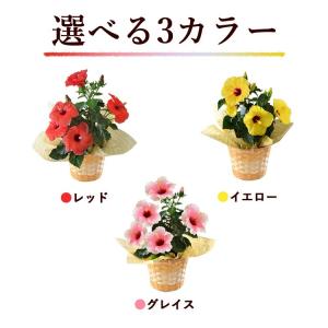 モリヒロ園芸さんの 季節の鉢花 送料無料 ロン...の詳細画像3
