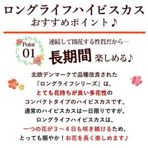 モリヒロ園芸さんの 季節の鉢花 送料無料 ロン...の詳細画像4