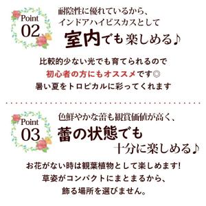 モリヒロ園芸さんの 季節の鉢花 送料無料 ロン...の詳細画像5