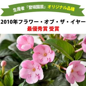 鉢植え プレゼント ギフト 花 季節の鉢花 に...の詳細画像1