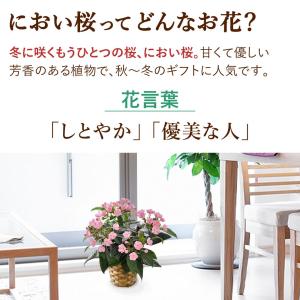 鉢植え プレゼント ギフト 花 季節の鉢花 に...の詳細画像2