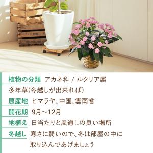 鉢植え プレゼント ギフト 花 季節の鉢花 に...の詳細画像3