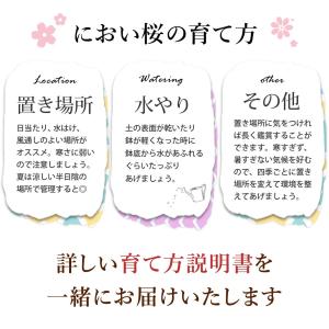 鉢植え プレゼント ギフト 花 季節の鉢花 に...の詳細画像4