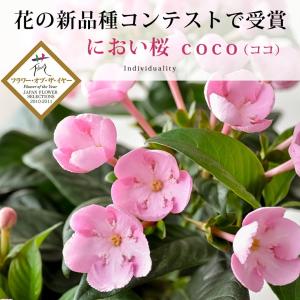 鉢植え プレゼント ギフト 花 季節の鉢花 に...の詳細画像5