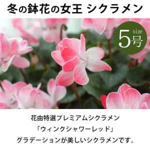花由特選プレミアムシクラメン ウィンクシャワー...の詳細画像1