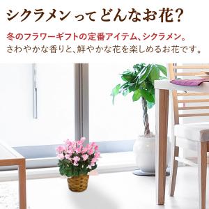 花由特選プレミアムシクラメン ウィンクシャワー...の詳細画像2