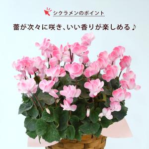 花由特選プレミアムシクラメン ウィンクシャワー...の詳細画像5