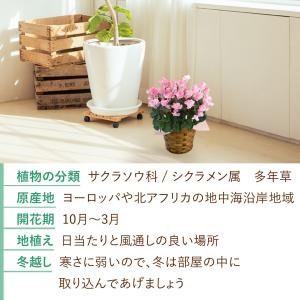 花由特選プレミアムシクラメン ウィンクシャワー...の詳細画像3