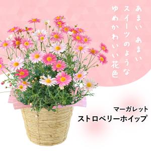 春限定 マーガレット ストロベリーホイップ 5...の詳細画像1