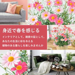 春限定 マーガレット ストロベリーホイップ 5...の詳細画像2