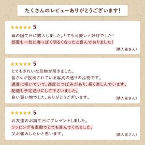 春限定 マーガレット ストロベリーホイップ 5...の詳細画像4