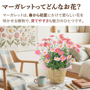 春限定 マーガレット ストロベリーホイップ 5...の詳細画像5