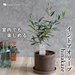 インドアオリーブHINAKAZE ひなかぜ 鉢植え オリーブの木 オリーブ 観葉植物 おしゃれ お祝い 誕生日 プレゼント 結婚祝い