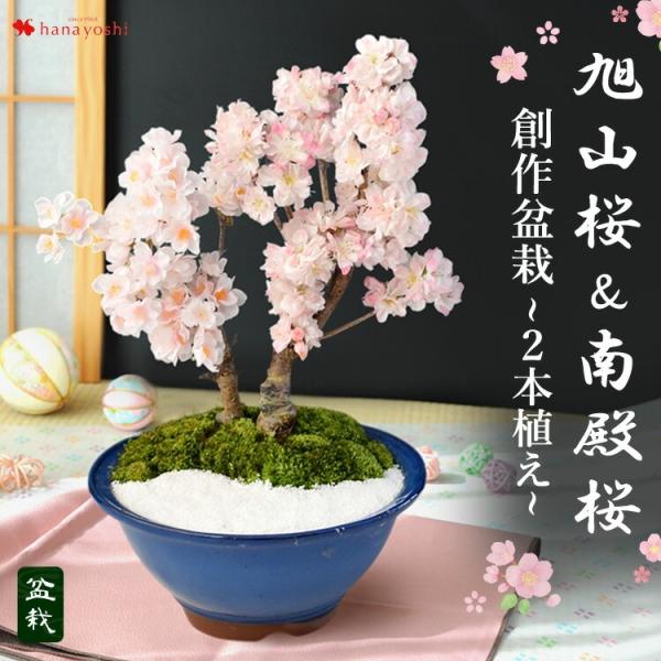 桜 盆栽 花芽付 創作盆栽 旭山桜＆南殿桜２本植え 万古焼手造り 盆栽鉢 定年 退職祝い 還暦祝い ...
