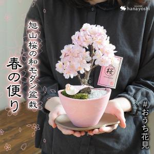 さくら咲く おうち花見 花芽付 旭山桜の和モダン盆栽 春の便り 苔あそび プレゼント ギフト 花 桜  退職祝い 定年 送別会 卒業祝い