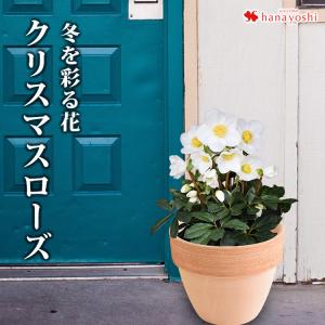 クリスマスローズ ニゲル 鉢植え 11月26日 12月24日の間でお届け 寒冷地へのお届けは不可 花 プレゼント ギフト お歳暮 クリスマス フラワーギフト Hof2109 フラワーマーケット花由 通販 Yahoo ショッピング
