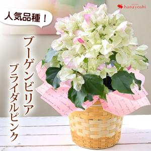ブーゲンビリア ブライダルピンク 鉢植え 5号鉢 in バスケット お誕生日 プレゼント 花 夏 サマーギフト 父 母 祖父 祖母 退職祝い 記念日 ギフト お祝い 夏｜フラワーマーケット花由