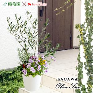 シンボルツリーの寄せ植え <ホワイトポットでお届...の商品画像