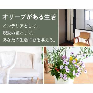 シンボルツリーの寄せ植え <ホワイトポットでお...の詳細画像5