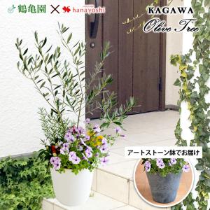 シンボルツリーの寄せ植え <アートストーン鉢でお...の商品画像