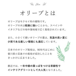 シンボルツリーの寄せ植え <アートストーン鉢で...の詳細画像3