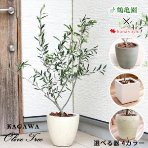 シンボルツリー 鶴亀園オリーブ&デザイン鉢 鉢植...の商品画像