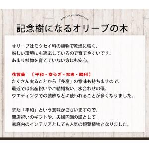 シンボルツリー 鶴亀園オリーブ&デザイン鉢 鉢...の詳細画像1