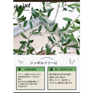 シンボルツリー 鶴亀園オリーブ&デザイン鉢 鉢...の詳細画像2