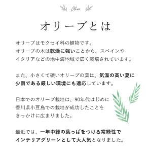 シンボルツリー 鶴亀園オリーブ&デザイン鉢 鉢...の詳細画像3