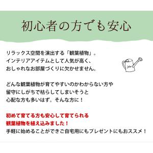 【水分計付き】 選べる 観葉植物 × 選べる器...の詳細画像2
