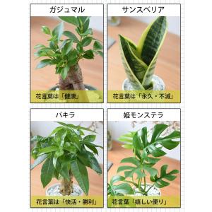 【水分計付き】 選べる 観葉植物 × 選べる器...の詳細画像4