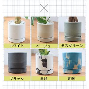 【水分計付き】 選べる 観葉植物 × 選べる器...の詳細画像5