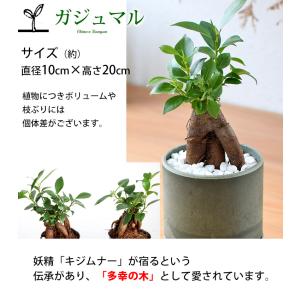 【水分計付き】 選べる 観葉植物 × 選べる器...の詳細画像5