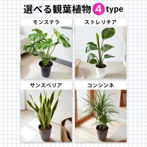 選べる観葉植物 Mサイズ <プラスチック鉢でお...の詳細画像2