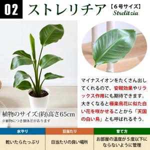 選べる観葉植物 Mサイズ <プラスチック鉢でお...の詳細画像5