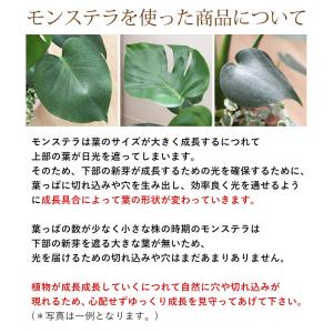 選べる観葉植物 Mサイズ <プラスチック鉢でお...の詳細画像4
