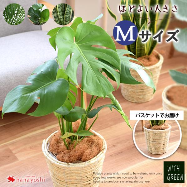 選べる観葉植物 Mサイズ ＜バスケットに入れてお届け＞ モンステラ ストレリチア サンスベリア アレ...