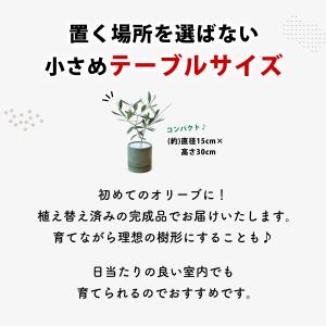 観葉植物 オリーブの鉢植え インテリア プレゼ...の詳細画像1