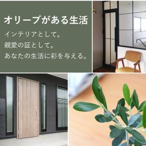 観葉植物 オリーブの鉢植え インテリア プレゼ...の詳細画像3