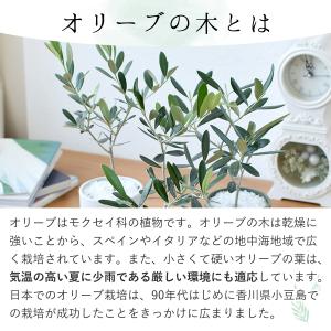 観葉植物 オリーブの鉢植え インテリア プレゼ...の詳細画像4