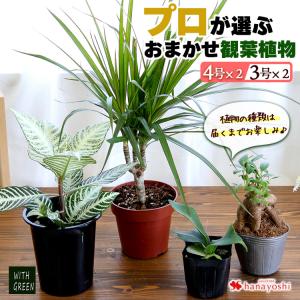 バイヤーおすすめ プロが選ぶ観葉4個セット 育てやすい インテリア グリーン 観葉植物 室内 おしゃれ ギフト 誕生日 プレゼント 女性 男性 自宅用 Hog2106 フラワーマーケット花由 通販 Yahoo ショッピング