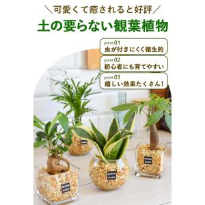 土を使わない 観葉植物 ハイドロカルチャー ガ...の詳細画像1