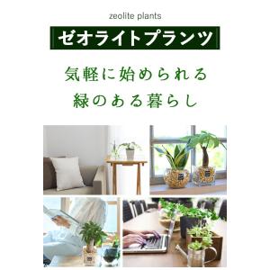 土を使わない 観葉植物 ハイドロカルチャー ガ...の詳細画像2