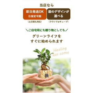 土を使わない 観葉植物 ハイドロカルチャー ガ...の詳細画像4
